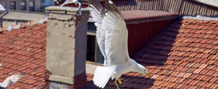 Residential Chimney Animal Removal Solution in Ocean Springs, MS